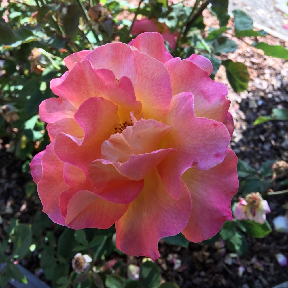 Meet your Posher, Charlene